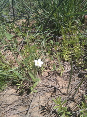 Holosteum glutinosum