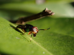 Physiphora clausa