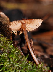 Entoloma aromaticum