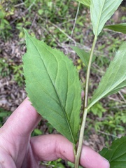 Solidago flaccidifolia