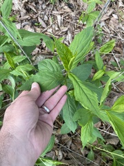 Solidago flaccidifolia