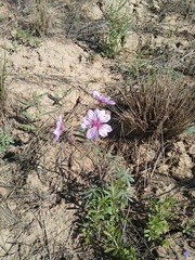 Geranium linearilobum