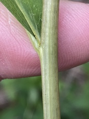 Solidago flaccidifolia