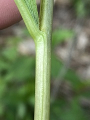 Solidago flaccidifolia