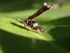 Physiphora clausa