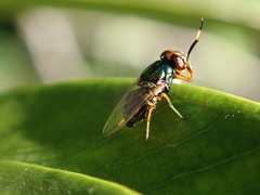 Physiphora clausa