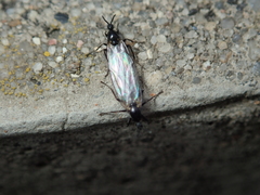 Scatopse notata