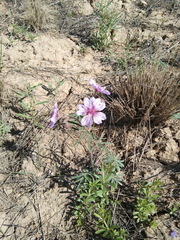 Geranium linearilobum