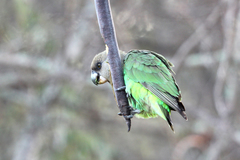 Poicephalus cryptoxanthus cryptoxanthus