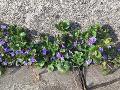 Glechoma hederacea