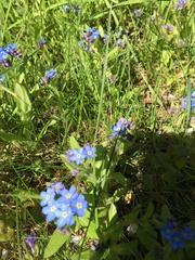 Myosotis sylvatica