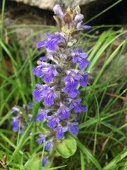 Ajuga reptans