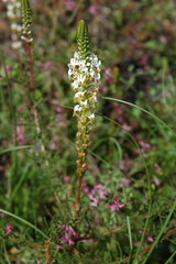 Hebenstretia dentata