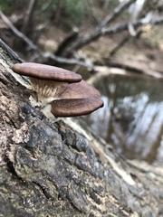 Fungi