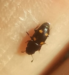 Glischrochilus hortensis