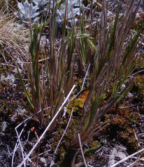Poa novae-zelandiae