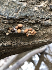 Fungi