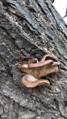Fungi