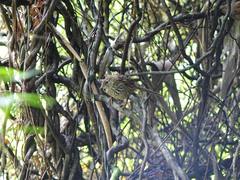 Poodytes punctatus vealeae