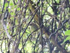 Poodytes punctatus vealeae