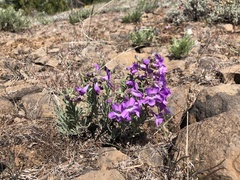 Penstemon gairdneri