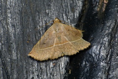 Eublemma brachygonia