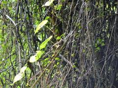 Poodytes punctatus vealeae