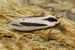 Creatonotos gangis-interrupta agg