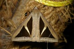 Trigonodes disjuncta