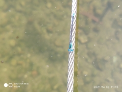 Pseudagrion microcephalum