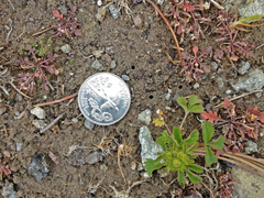 Cicindela oregona oregona