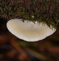 Crepidotus nephrodes