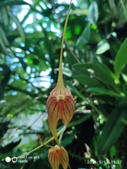 Masdevallia