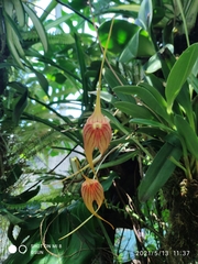 Masdevallia