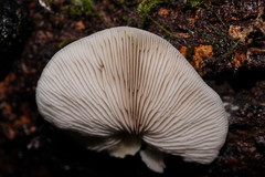 Crepidotus nephrodes