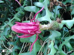 Selenicereus anthonyanus