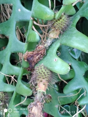 Selenicereus anthonyanus