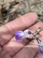 Collinsia multicolor