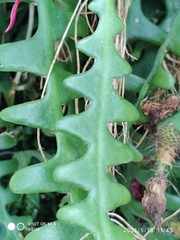 Selenicereus anthonyanus