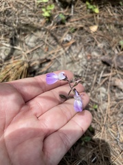 Collinsia multicolor