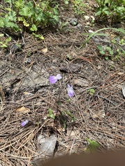 Collinsia multicolor