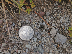 Cicindela oregona oregona