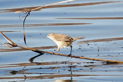 Acrocephalus gracilirostris