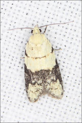 Tracholena sulfurosa