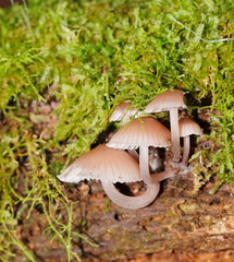 Mycena clarkeana