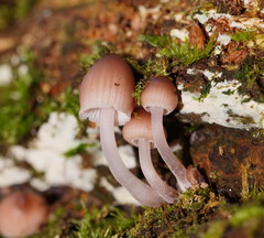 Mycena clarkeana