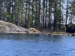 Pusa hispida saimensis