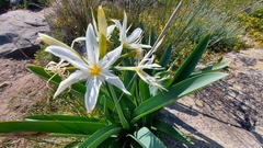 Pancratium illyricum