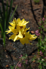 Ixia dubia