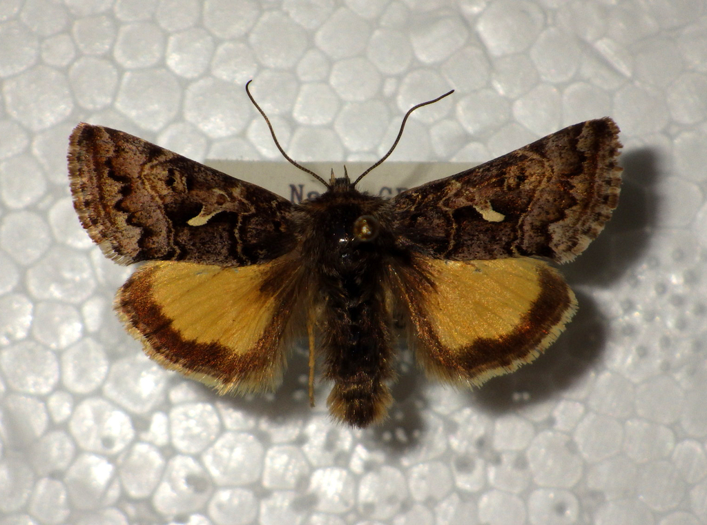 Syngrapha devergens